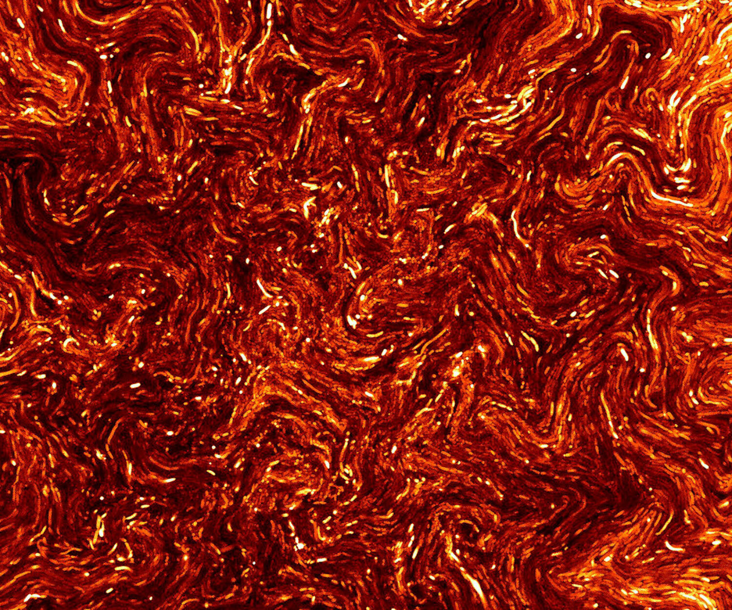 Licence: Attribution 4.0 International (CC BY 4.0) Credit: Bacillus subtilis. Fernan Federici & Jim Haseloff. Source: Wellcome Collection.